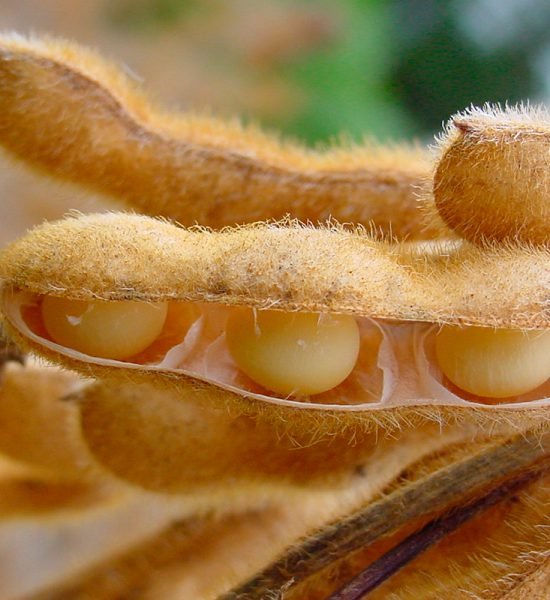 soybean