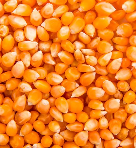 yellow-corn