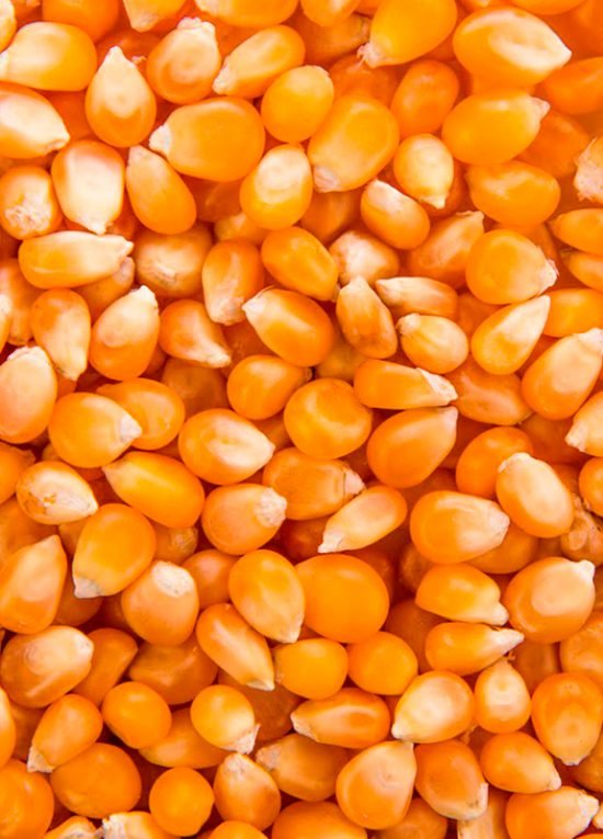 yellow-corn