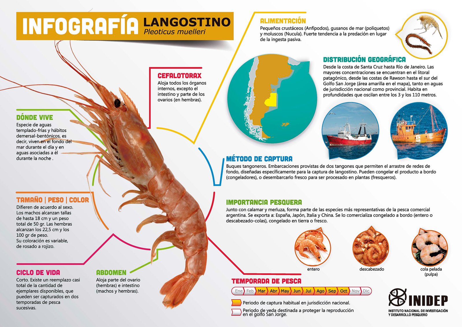 Langostinos - Gran América