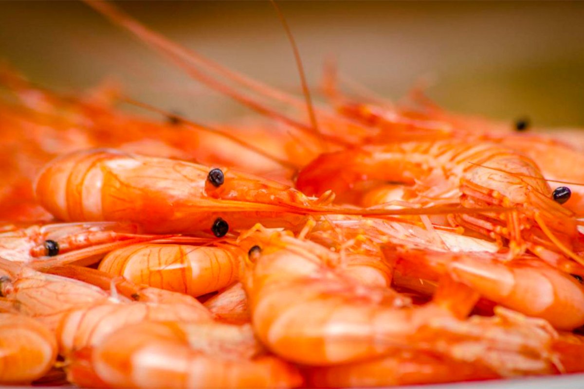 langostinos_1a