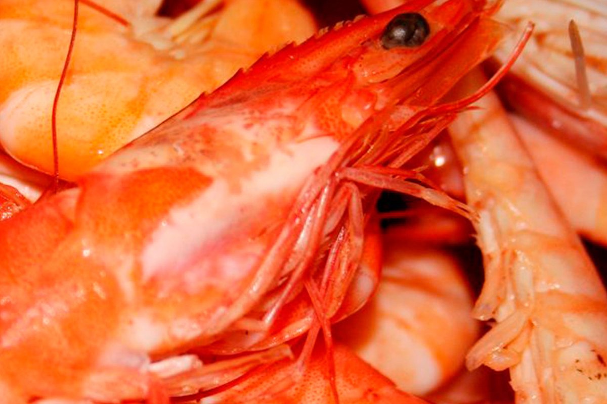 langostinos_6